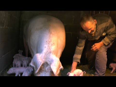 - SAM U PUSTINJI UZGAJA NAJBOLJE SVINJE I HRANU ZA BLAGO