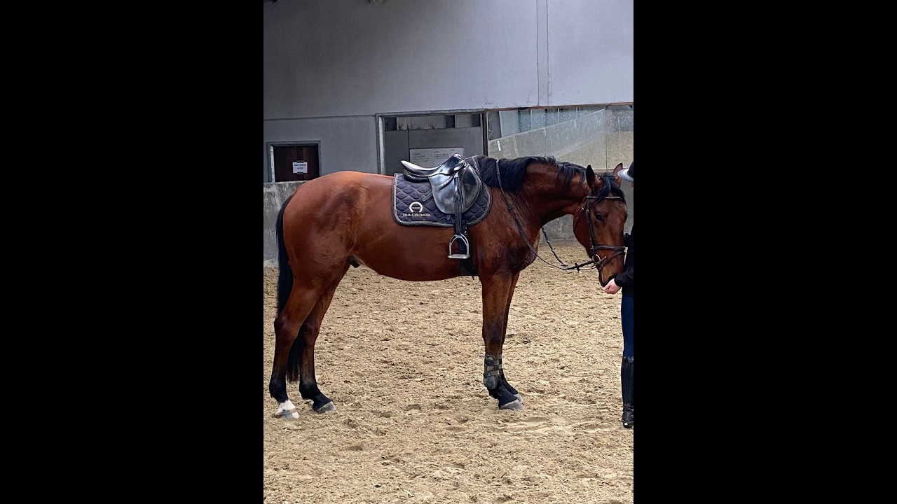 Bambasco vh Bernumhof Z (BAMAKO DE MUZE x JUMPY DE FONTAINES) video 1