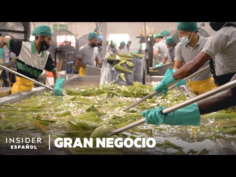 , title : 'Cómo se cosechan 1.5 millones de hojas de aloe vera por semana | Gran Negocio | Insider Español'