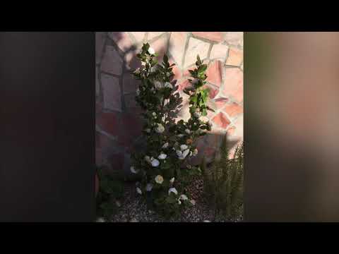 Roma e Fara in Sabina