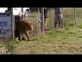 Circus Lions Finally Get The Freedom They Ve Been Waiting For