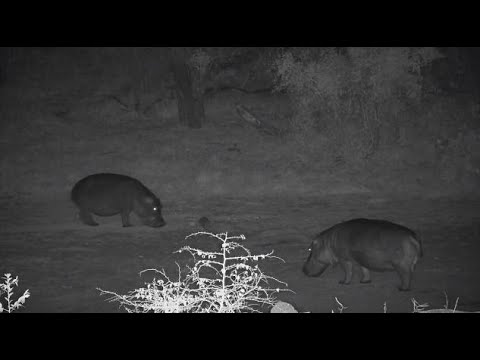 Djuma: Two Hippos leave the dam together - 18:58 - 08/25/20