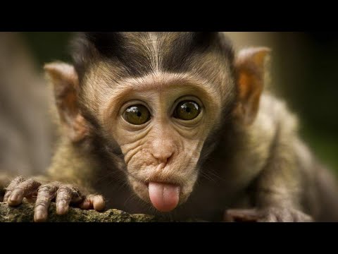 Funny Monkey Videos A Funny Monkeys Compilation 2018