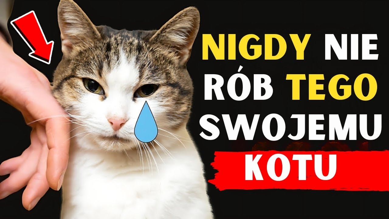 10 RZECZY, KTÓRYCH KOT NIGDY NIE WYBACZY | Unikaj Tych Błędów z Twoim KOTEM