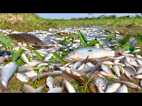 WOW! catch a lot of fishes at field by hand a smart fisherman