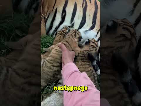 Tygrysica zaczęła mu ufać 🐯❤️