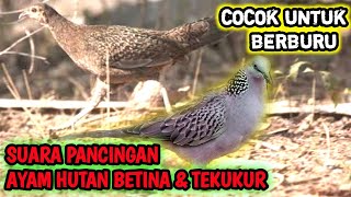 Download lagu Suara pikat tekukur ayam hutan betina || Cocok Buat Nyanggong || bird caller sound mp3