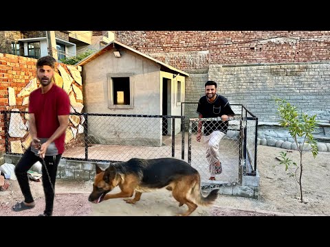 Ash Fiona K ghr Main German Shepherd Dog Agea😄