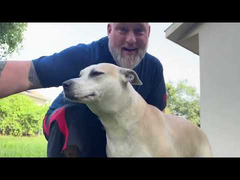 STÙNICK Anti Barking Device Up To 75 Feet, Bark Stop Devices For Your Dog Or Neighbors Dogs