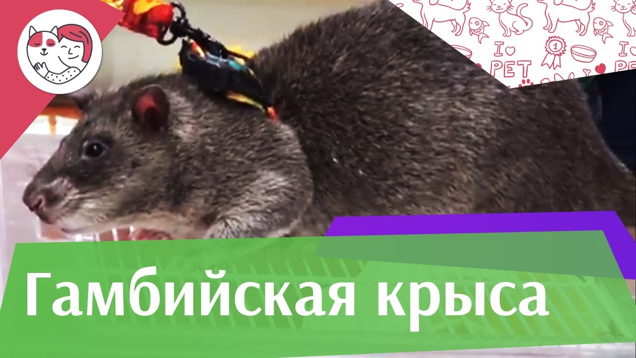 Гамбийская крыса. Особенности, уход на ilikepet