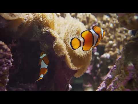 🧘 Geführte Meditation - Schmerzlinderung 🧘