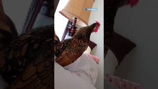 Wild Rooster Walks Into Couple&#39;s House And Decides To Stay | The Dodo