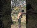 Hadza Hunt With Handmade Bows And Arrows See This Africantribe Hadzabetribe