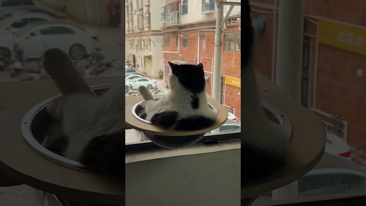 This cat is so relaxed#cat #catcorner #cute #catshorts #animals #catscorner #catvideos #funny #cats