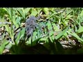 Big Ass Spider