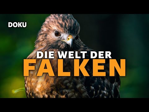 Die Welt der Falken (TIERDOKUMENTATION auf Deutsch, Könige der Lüfte, Doku-Film kostenlos ansehen)