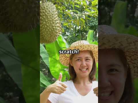 Don't Plant Durian Seeds Until You Watch This!