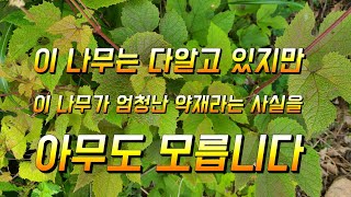 포도나무 다 알고 있지만 효능은 아무도 모릅니다 기를 돋아주고 심장 신장이 않은데 관절이 쑤시는 통증에 꼭 …