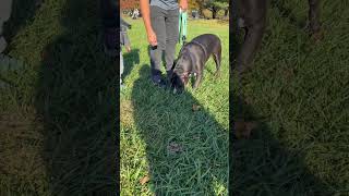 Video preview image #1 American Pit Bull Terrier-Unknown Mix Puppy For Sale in Oakhurst, NJ, USA