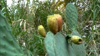 preview picture of video 'Plantas úteis - Opuntia ficus indica (Figueira-da-índia)'