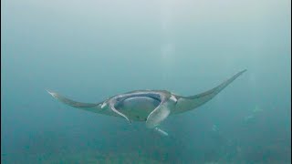 バリ島ヌサペニダでマンタとマンボウに会えた!