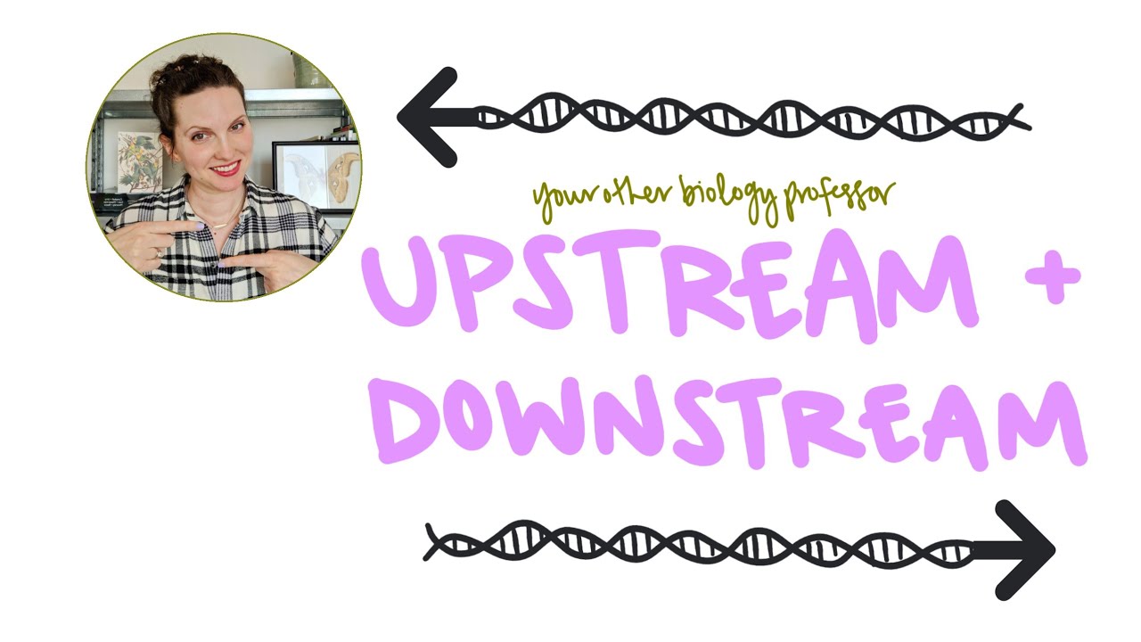What Does Upstream Mean on DNA and RNA?