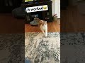 Cat Calling Sound Cat Cool Callingsound