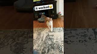 Cat calling sound # #cat #cool #callingsound