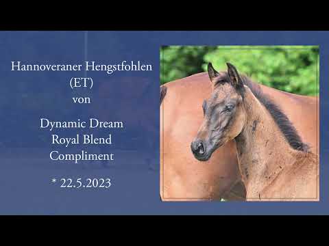 Hengstfohlen DynamicDream - Royal Blend