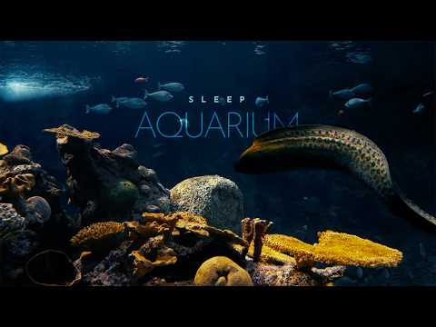 Sleep Aquarium • no music • Underwater Soundscape ASMR