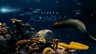 Download lagu Sleep Aquarium • no music • Underwater Soundscape ASMR mp3