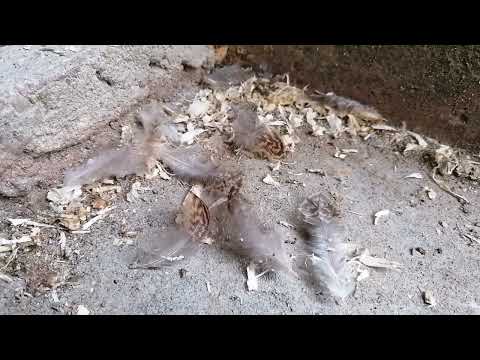 Die Mauser hat begonnen, es ist Zeit sie zu unterstützen!