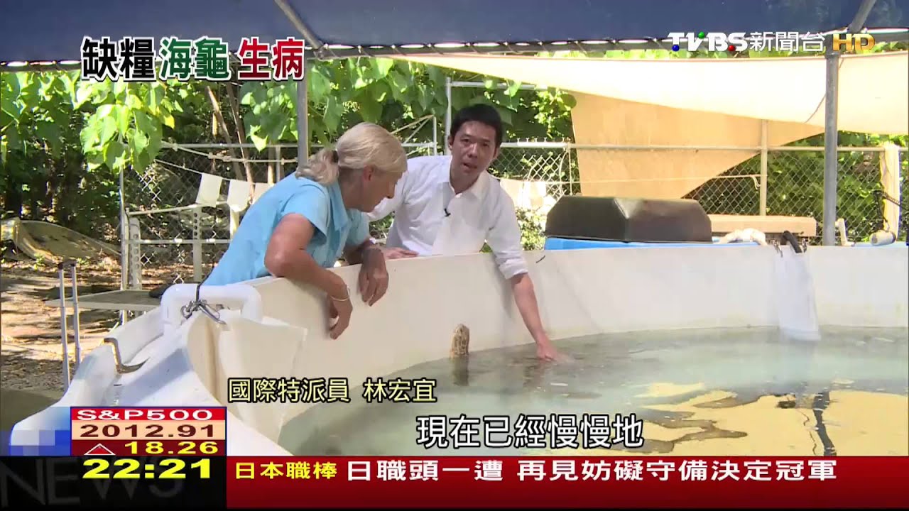 暖化攪亂大堡礁　上千隻海龜竟餓到生病