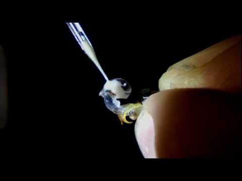 Instrumental Insemination of Honeybees - Extracting Semen