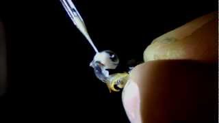 Instrumental Insemination of Honeybees - Extracting Semen