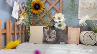 ミヌエットの動画01