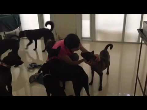 Adopt Mary's Dogs - Zeena meeting a stranger