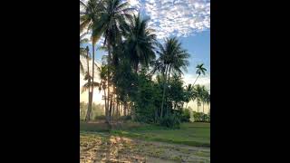 Download lagu Story WA selamat pagi keren 30detik|| status wa pagi hari terbaru mp3