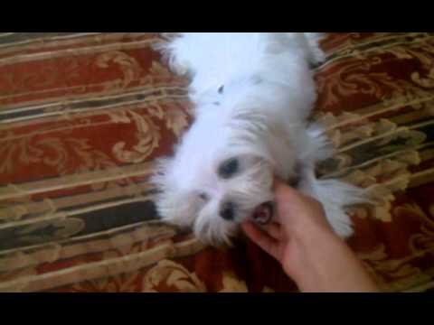 Smartest Dog Barfi khorrami