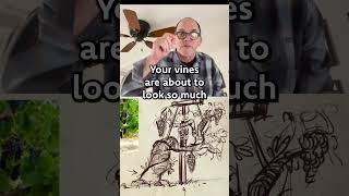 🍇 How to Draw Twisting Vines - Easy Grape Vine Sketch Tutorial!