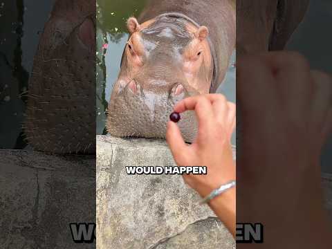 He Fed A Small Grape To This Big Hippo 😂❤️