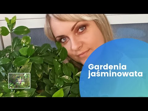 , title : 'Gardenia jaśminowata (Gardenia jasminoides) - krótki poradnik #gardenia'