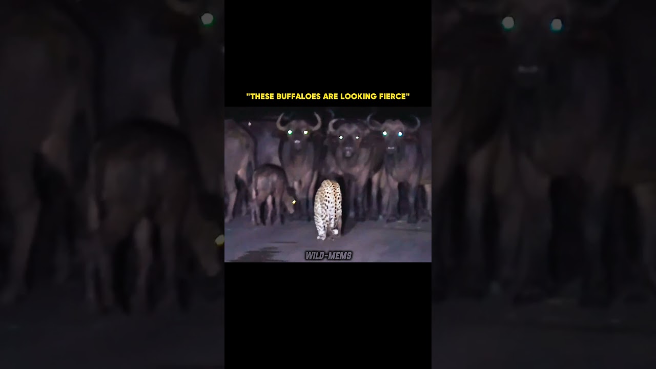 leopard attack on baffalo calf 📈⚠️ #viral #viralvideo #shorts #trending #shortvideo #subscribe