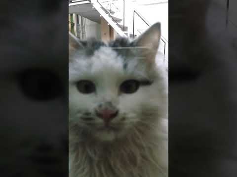 Missing A Sweet Cat😢😞