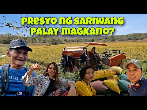 EP-373 | Palay ni Master Dragon binenta nalang namin ng sariwa,hindi na kami magbibilad ng palay