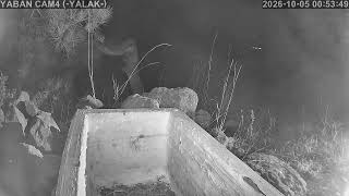 YALAK 4️⃣ 🔴7/24 Kesintisiz Yaban Hayatından Canlı Yayın 🐾 (Türkiye'de ilk ve tek) live webcam