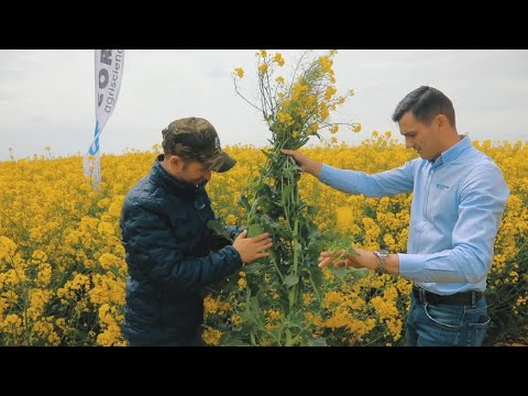 Testimonial Vlad Stamatin, Moldova Farming, despre hibridul de rapita PT303