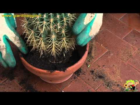 , title : 'coltivare l'echinocactus'