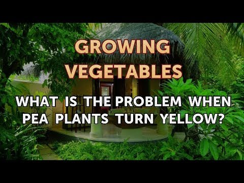 When to Pick Hungarian Hot Wax Peppers