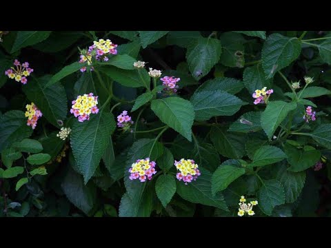 UMUTI WONGERA UBWENGE UKAVURA KWIBAGIRWA